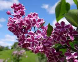 The garden is proud to own one of the most diverse lilac collections of the world called the Katie Osborne Lilac Collection.